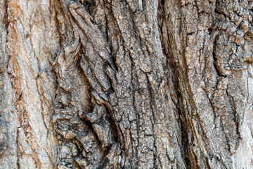Closeup Embossed Tree Bark Texture Background	