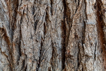 Closeup Embossed Tree Bark Texture Background	