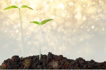 Growth of new life on  background