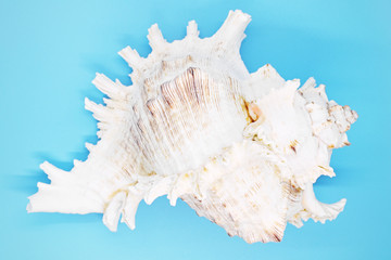 Obraz na płótnie Canvas mollusk shell close-up on a blue background,