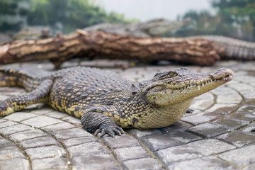 crocodile lies on the rocks in the zoo