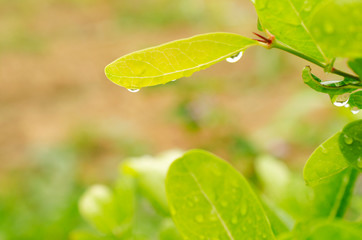 Water drop bubble on green leaf in the nature