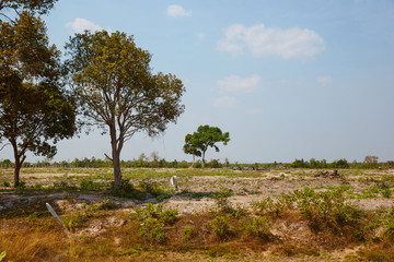 Fototapeta na wymiar grassland in Siem Reap, Cambodia.