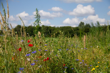 Bouket of wild flowers in the fields near farmland