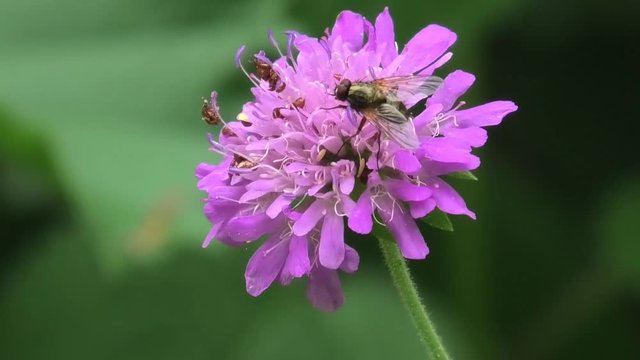 insetti su fiore