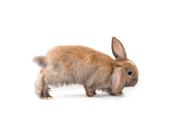 Baby Kaninchen auf weißem Hintergrund