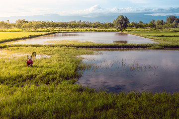 farmer planting rice sapling on field with sunset view in countryside of Thailand