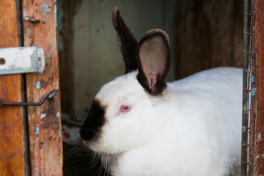 white rabbit with black ears in a cage