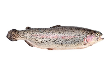 frische Lachsforelle auf weißem Hintergrund