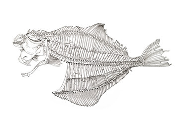 Fisch Skellet zeichnung mit Tusche
