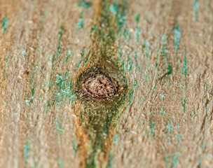 Pine board with jars. A cut tree. Chuffy texture. Board for furniture. Carpenter's work. Old wood. © ff25