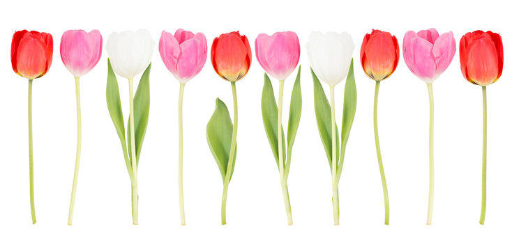 10 Tulpen in einer Reihe mit weißem Hintergrund