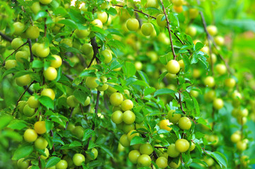Almost ripe mirabelle plums in the tree