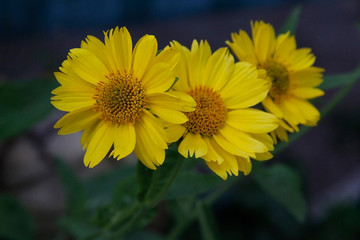 yellow flowers on a dark background