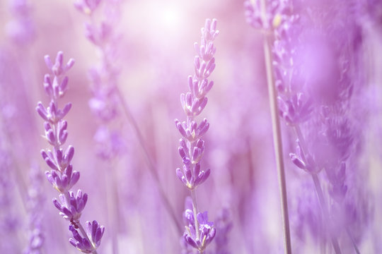  Field lavender morning summer blur background.