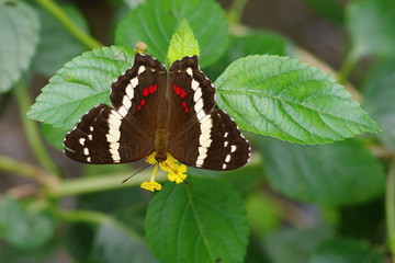 Banded peacock butterfly