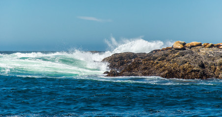 Sea lions spotted on a small island off the Vancouver Island coast in the Pacific Ocean, bearing the waves.