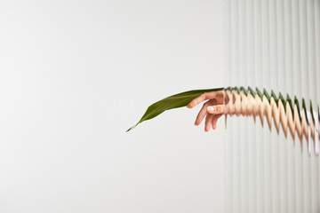 cropped view of woman holding green leaf on white background behind reed glass