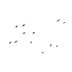 birds vector silhouette