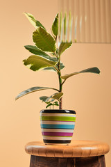 selective focus of green plant in colorful flowerpot isolated on beige behind reed glass
