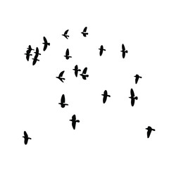 birds vector silhouette