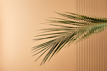 Palm tree leaf isolated on beige behind reed glass