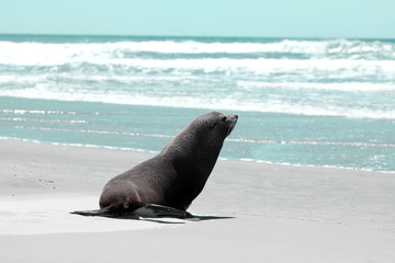 Robben am Strand von Neuseeland