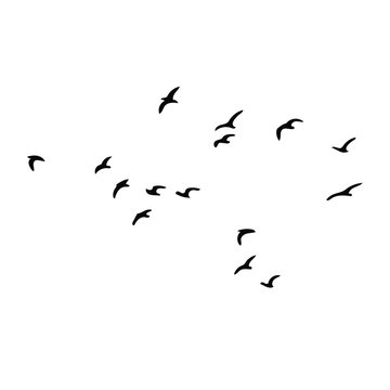 birds vector silhouette