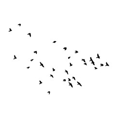 birds vector silhouette