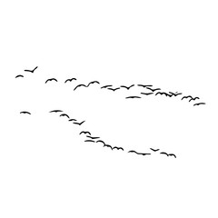 birds vector silhouette