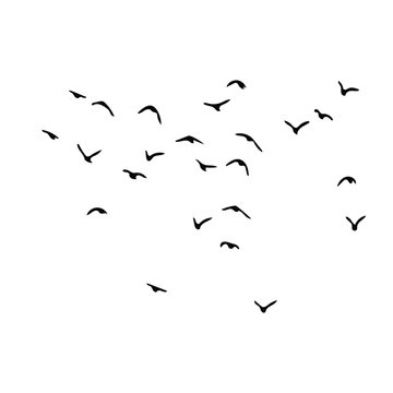 Birds Vector Silhouette