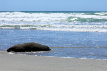 Robben am Strand von Neuseeland