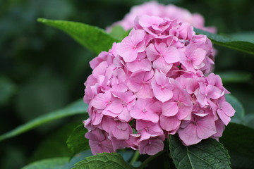 Beautiful rose flower in the garden