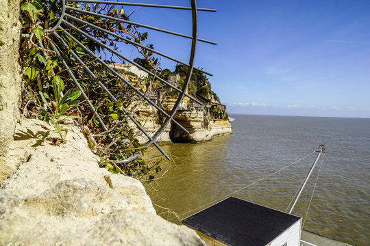 Troglodyte de R&eacute;gulus