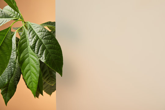 leaves of plant near matt glass isolated on beige