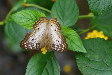 White peacock butterfly