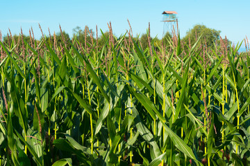 Corn crops at the shores of Lake LLanquihue, X Region de Los Lagos, Chile