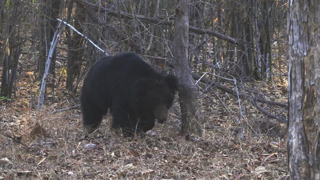 tracking shot of a sloth bear walking in tadoba andhari tiger reserve in india