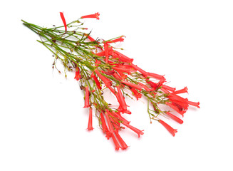 Russelia equisetiformis, commonly known as fountainbush, firecracker plant, coral plant, coral...