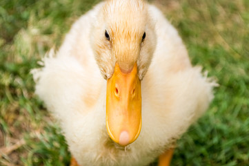 Close up of yellow duckling on blurry green grass background
