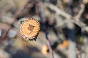 Section of a firewood in a blurry background