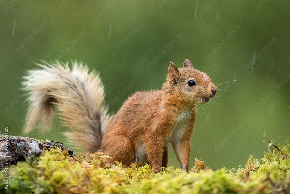 Canvas Prints red squirrel in the rain on with a green background.