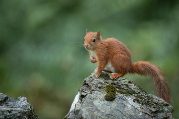 Red Squirrel on a stone wall in rain with a dark green background.