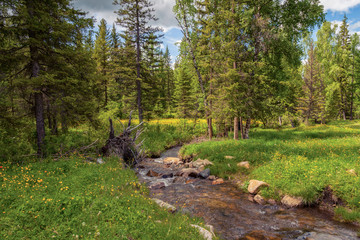 A picturesque place in the Altai Mountains with a small river and stones in the middle of a green...