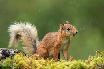 Naklejka na ściany i meble Red squirrel in the rain on with a green background.