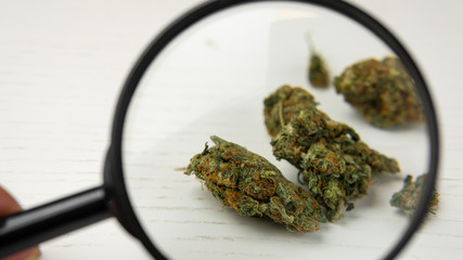 Medical marijuana buds and magnifying glass on the white table. Cannabis is a concept of herbal medicine