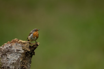 Robin perched on a log with a green background.