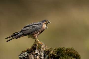 Sparrow Hawk perched on moss covered post with brown and green background.  