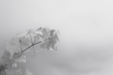 black and white abstract background with grape branch