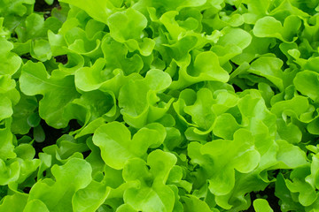 Lettuce leaves on the garden